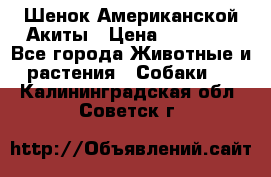 Шенок Американской Акиты › Цена ­ 35 000 - Все города Животные и растения » Собаки   . Калининградская обл.,Советск г.
